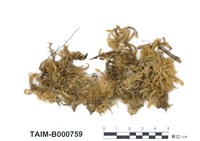 藏品(青苔屬)的圖片